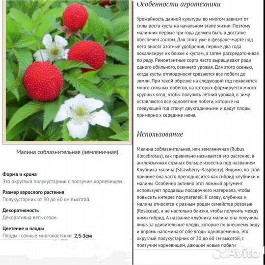 Малина Тибетская Саженцы#многолетки