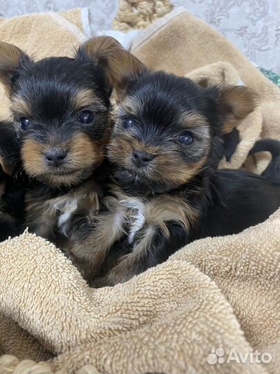 Йоркширский терьер беби фейс