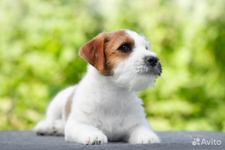 Джек Рассел терьер мс Ягер