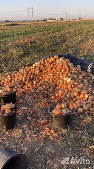 Лук репчатый оптом