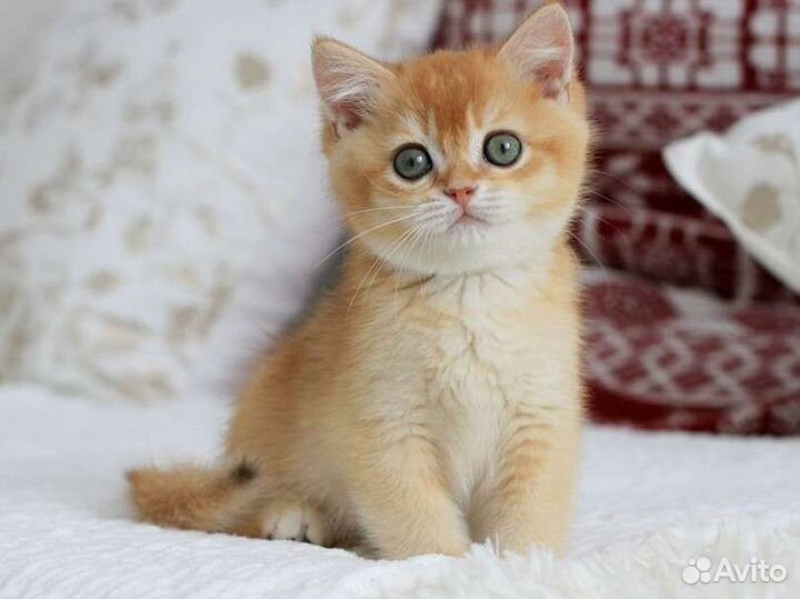 Британская шиншилла мальчик by 12