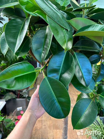 Фикус робуста штамб 180см