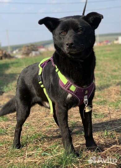 Собаки бесплатно