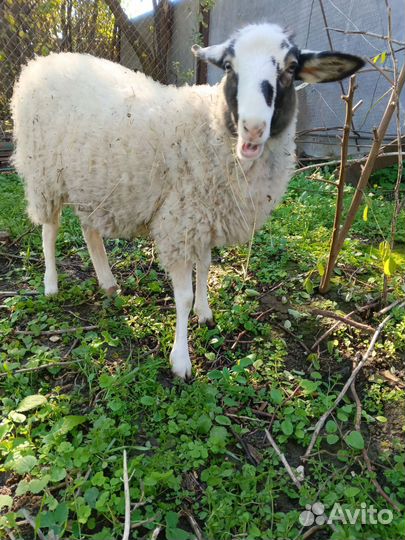 Овцы бараны ягнята