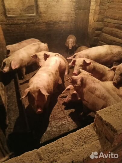 Продукты питания