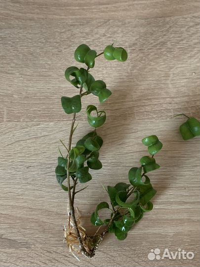 Фикус барок (букле)