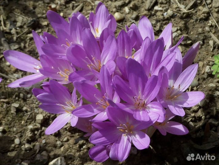 Луковицы безвременника