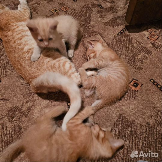 Котята в добрые руки