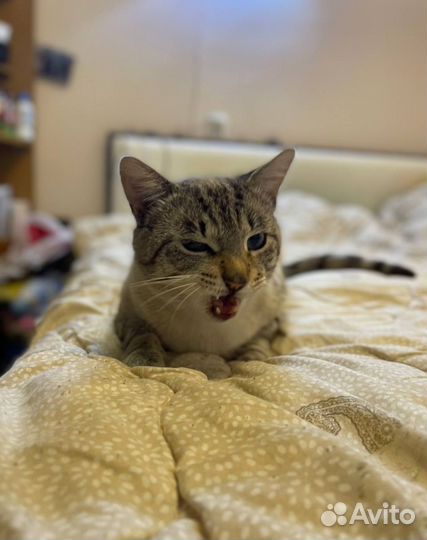 Ищем хозяев коту