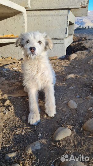 Три щеночка