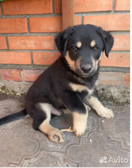 Щенок в добрые руки