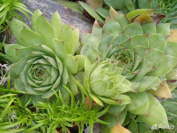 Молодило каменная роза