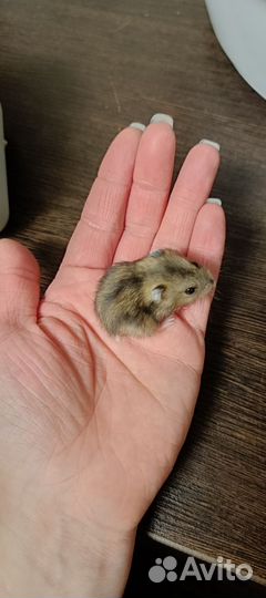 Джунгарский хомяк