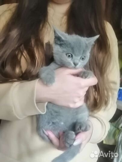 Британская девочка