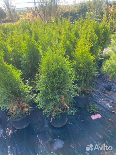 Туя Смарагд 80 см