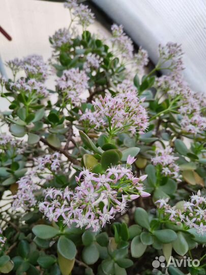 Толстянка Денежное дерево