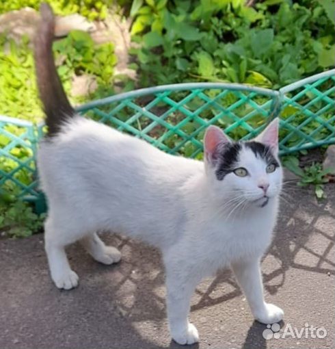 Кот ищет дом
