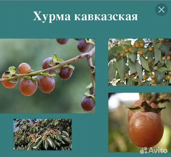 Хурма Кавказская