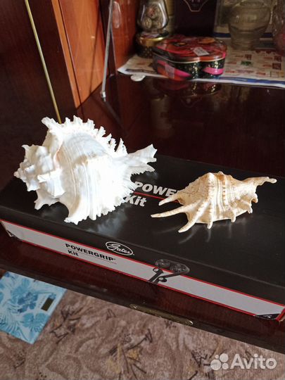 Морские ракушки раковины