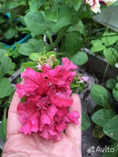 Петунья махровая рассада