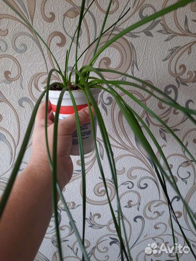 Спатифилиум и т.д