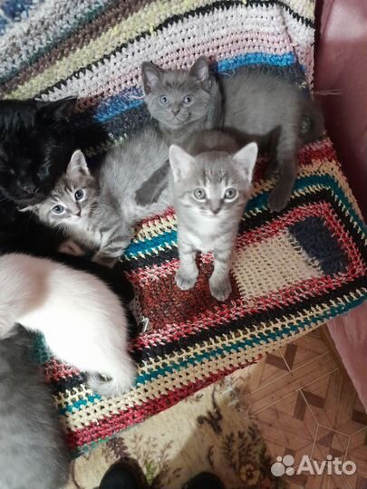 Отдам котят в добрые руки