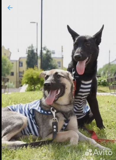 Собака в добрые руки