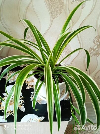 Хлорофитум