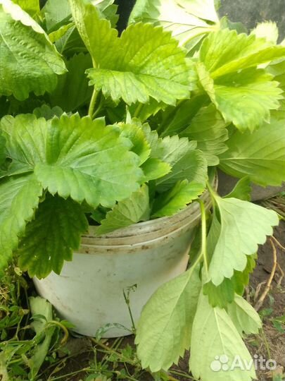 Гигантелла клубника рассада - усы первые