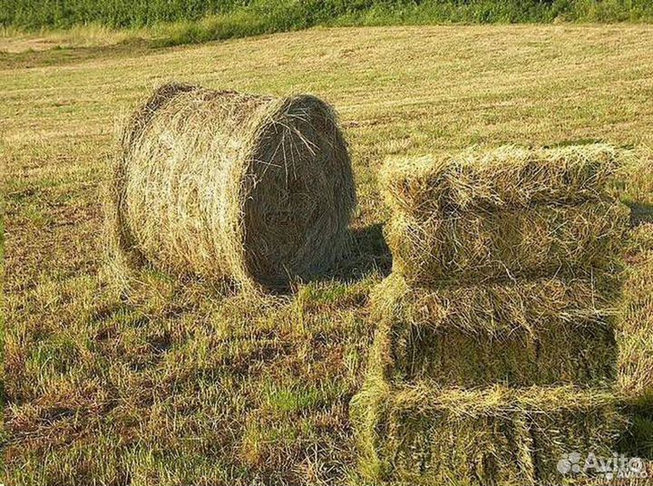 Сено луговое в тюках