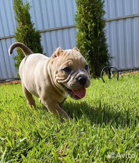 Американский булли