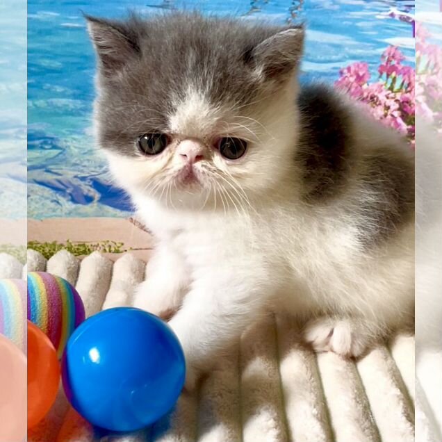Экзотический короткошёрстный котёнок