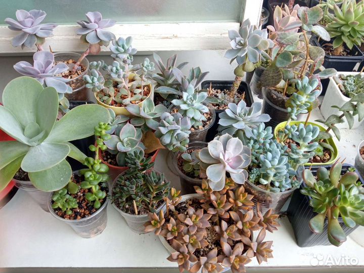 Флорариум суккуленты