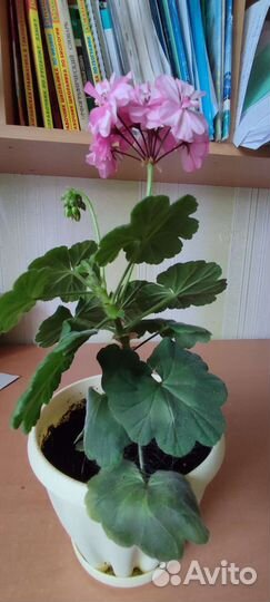 Герань белая и розовая