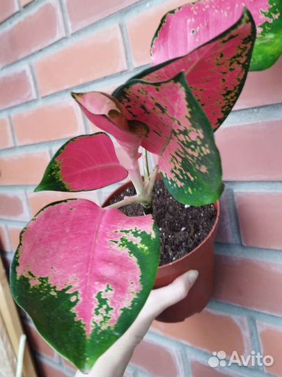 Аглаонемы взрослые и детки