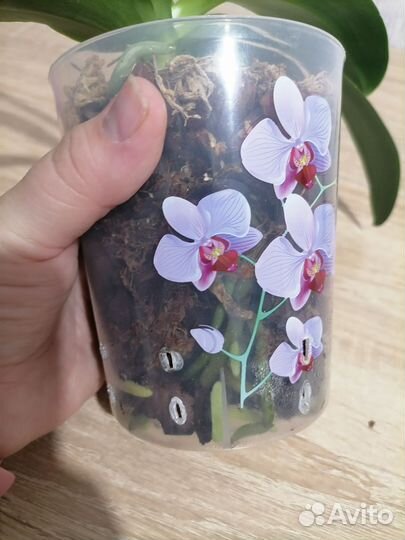 Орхидея фаленопсис