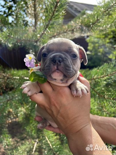 Французский бульдог малыши