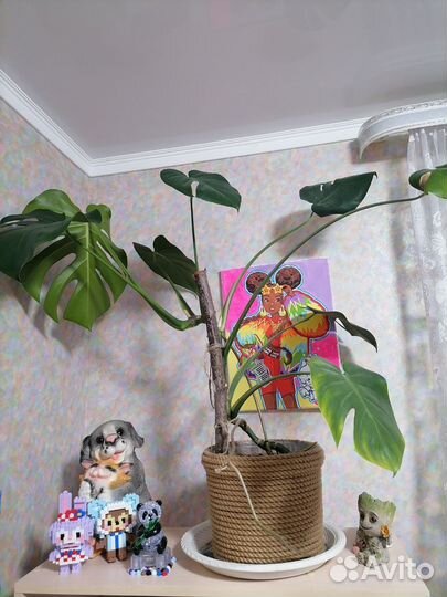 Продам монстеру