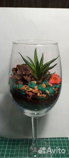 Флорариум в бокале с суккулентом Хавортия