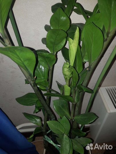 Замиокулькас