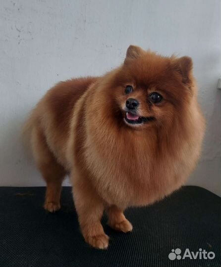 Стрижка собак (грумер)