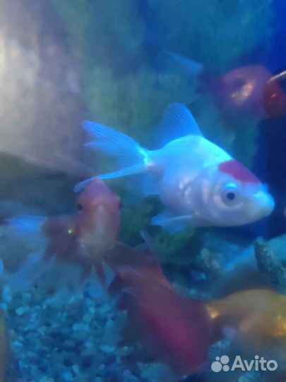 Золотая рыбка (риукин красный)