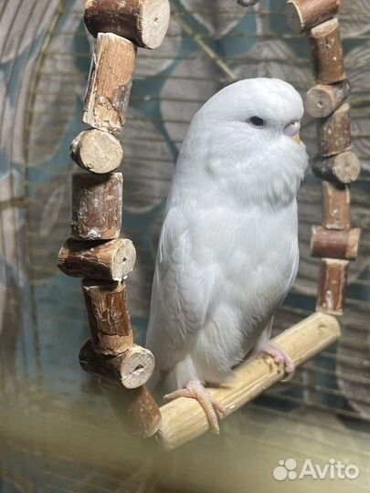 Выставочный волнистый попугай ввп Чех