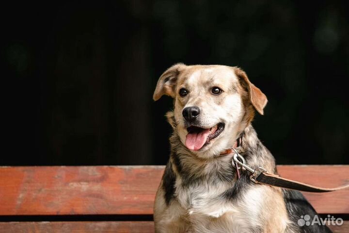 Собака в добрые руки отдам бесплатно