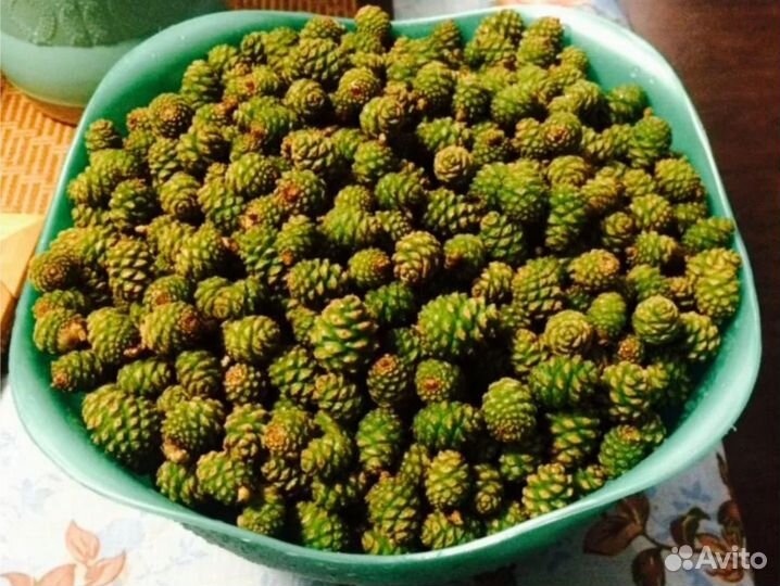 Шишка зеленая сосновая