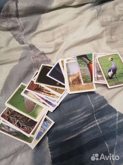 Наклейки Super Animals