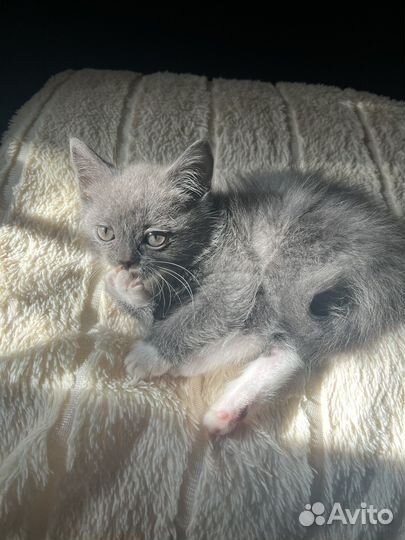 Шотландские котята