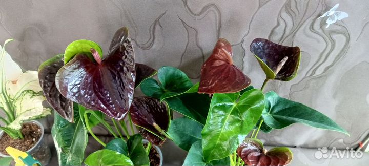 Антуриум Эссенция