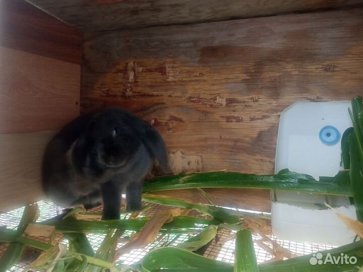 Кролики мясных пород великаны