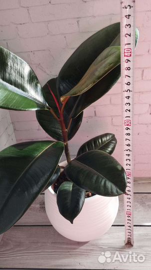 Фикус эластика Абиджан